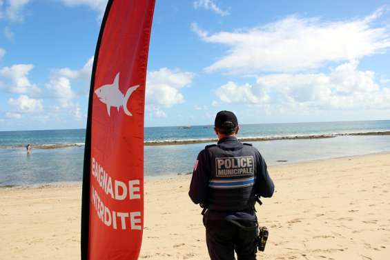 [GROS PLAN] Les attaques de requin sont en forte hausse