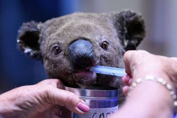 Des incendies qui ont frappé 60 000 koalas