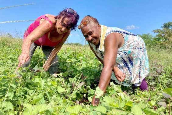 [GROS PLAN] Les agriculteurs en détresse : 