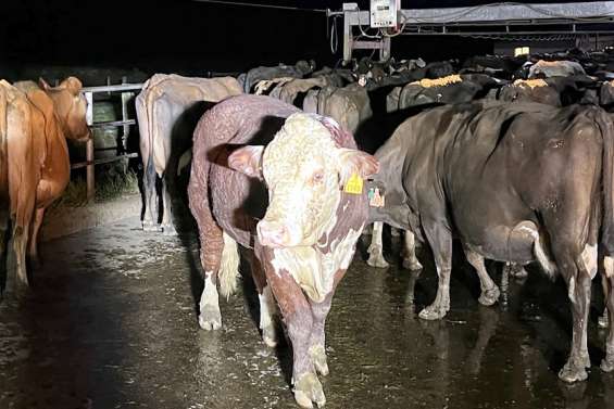 Nouvelle-Zélande : le taureau miraculé des eaux est entré dans la légende
