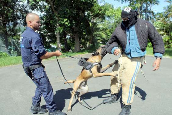 À la brigade cynophile, des chiens mordus par le métier de policier