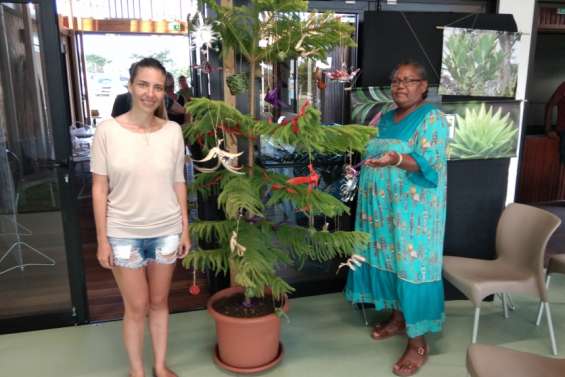 Un Apéro'bio spécial Noël autour du sapin de Nouvelle-Calédonie