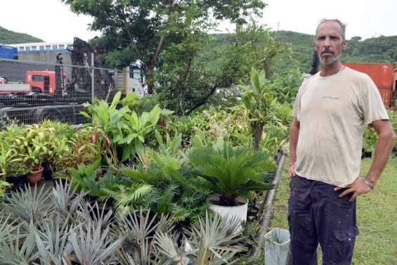 Les plantes sauvées par Récu'plantes NC cherchent un nouveau foyer