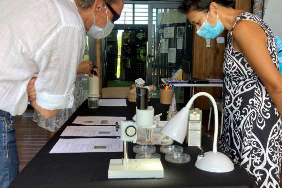 Un atelier pour tout savoir sur les micropousses