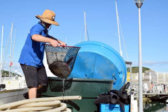 Le poisson-lune échoué dans le lagon a été raccompagné jusqu'au grand large