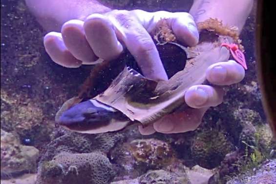 La naissance d’un requin léopard retransmise en direct sur les réseaux sociaux