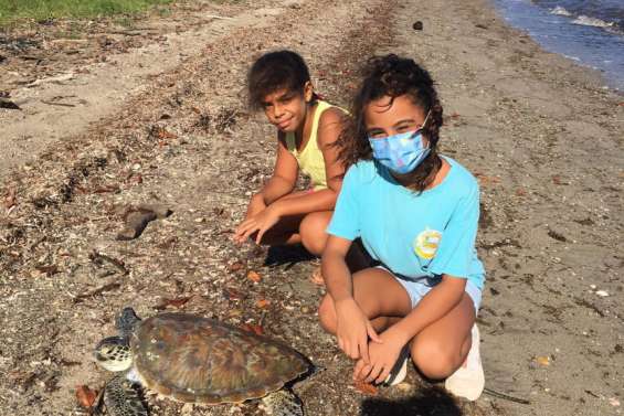 Une tortue sauvée  par des bénévoles  retrouve sa liberté