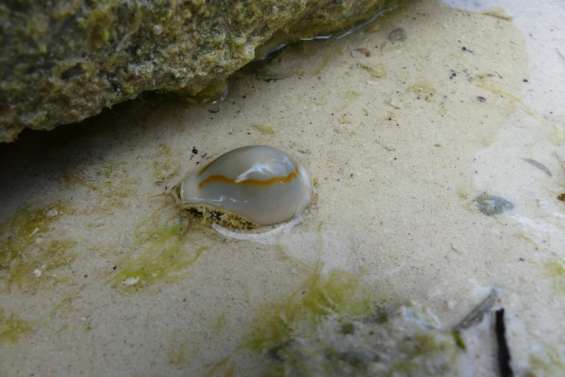 À la découverte de la plage à marée basse