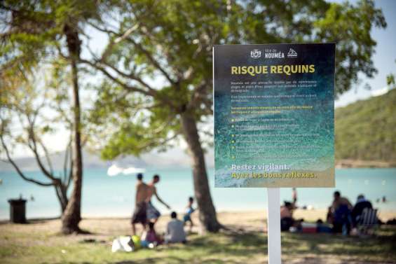 La province Sud peut-elle prélever des requins ? Le Conseil d'État doit trancher