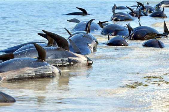 Une vingtaine de cétacés échoués retrouvés morts en Nouvelle-Zélande