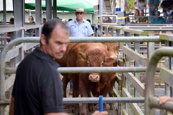 [VIDÉO] En quête des meilleurs reproducteurs