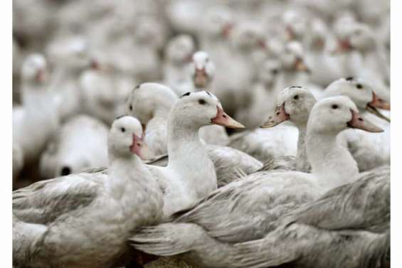 Grippe aviaire : déjà dix millions de volailles abattues