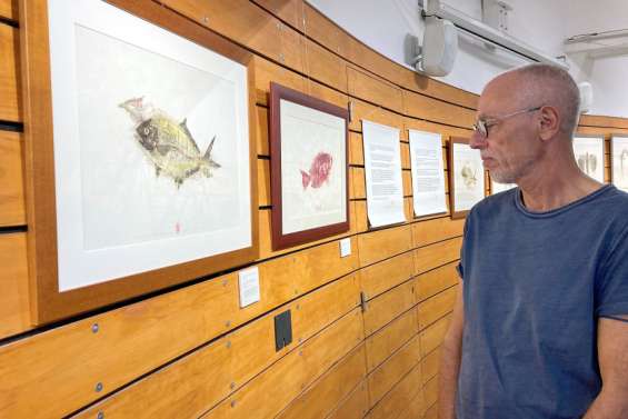 Des poissons immortalisés sur papier au musée Maritime