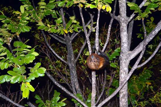 La chasse à la roussette et aux notous autorisée dès samedi
