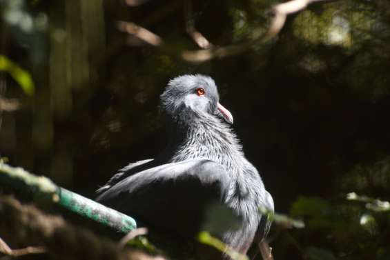 Notous et roussettes : le point sur une chasse réglementée