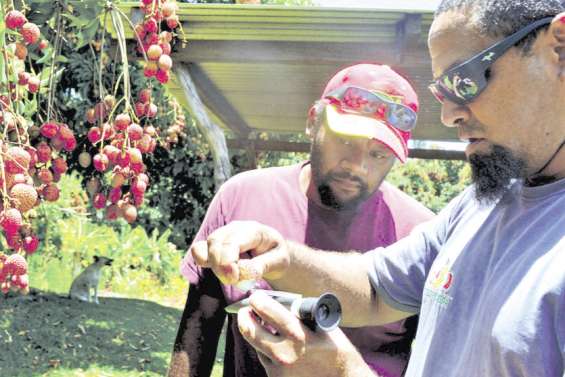 C'est parti pour deux jours de fête,  à Houaïlou, autour du letchi
