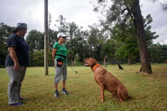 Une formation pour les chiens visiteurs