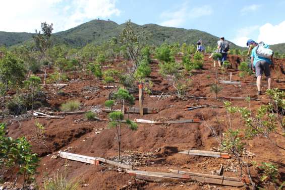 Revégétalisation samedi dans le parc de la Dumbéa