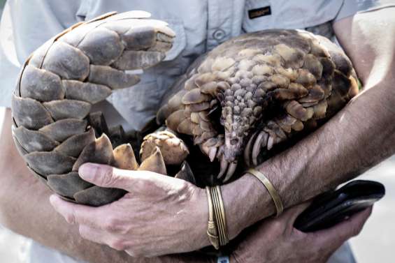 Afrique du sud : l'hôpital de la seconde chance pour les pangolins