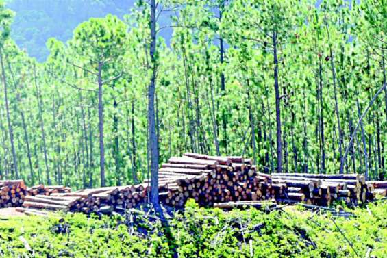 Des échantillons de pin calédonien vont être testés à Bordeaux