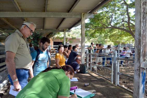 Bourail : la vente aux enchères de bétail a séduit les d’éleveurs