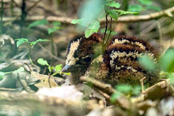 Un poussin cagou a vu le jour au Parc forestier et zoologique de Nouméa