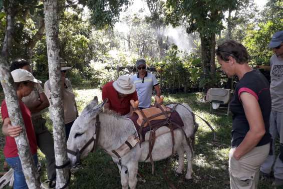 L'âne à l'honneur à Farino et à La Foa