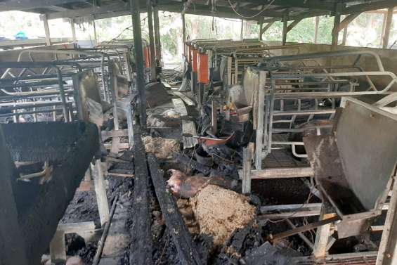 Incendie dans une porcherie à Sarraméa : 90 animaux ont péri