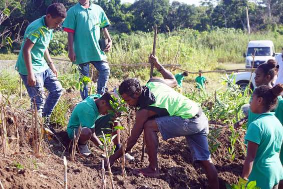 Les collégiens de Tadine s'engagent pour la sauvegarde des plantes