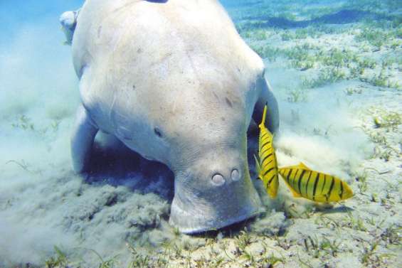 Préservation des dugongs : les tribus interrogées sur leurs savoirs