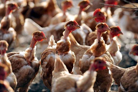 Dumbéa : une exploitation de volailles suspectée d’infection à la salmonelle