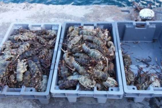 90 kilos de langoustes saisis au port de Papeete
