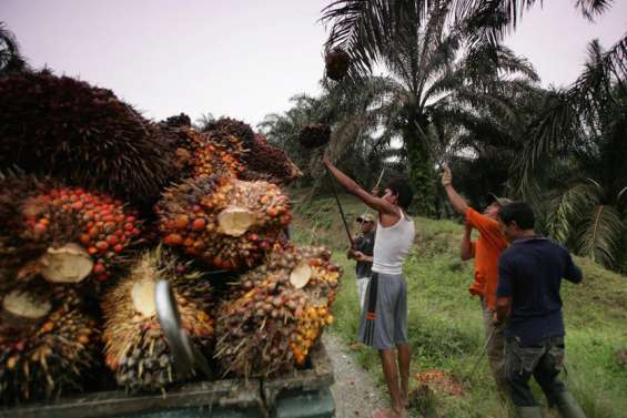 Jakarta suspend toutes ses exportations d'huile de palme