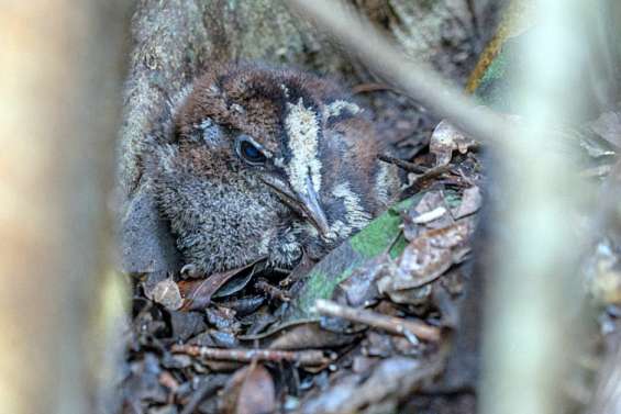 Le cagou né le week-end de Pâques s’appelle Easter