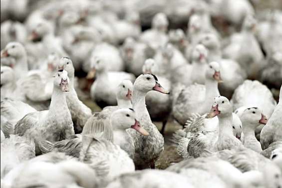 [Métropole] Grippe aviaire : un nombre record d'abattages