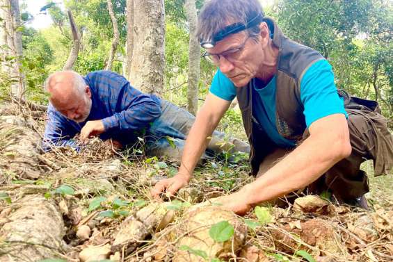 Des scientifiques à la recherche d’escargots endémiques