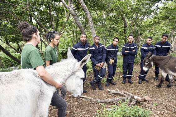 Les sapeurs-pompiers formés à la gestion et au sauvetage d'animaux