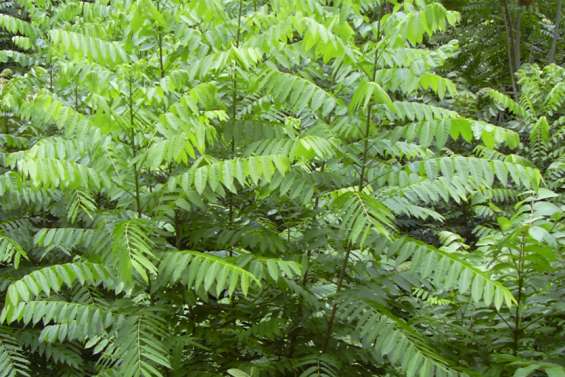 Un plan pour éradiquer l'acajou amer