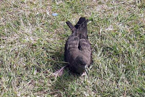 Attention aux puffins échoués sur la route