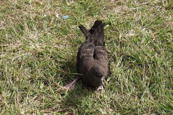 Attention aux puffins échoués sur la route