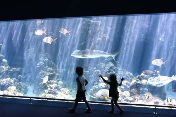 Une nocturne pour voir l'Aquarium sous un nouveau jour