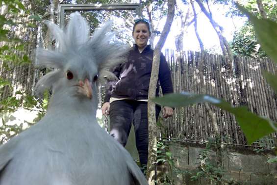 [VIDÉO] Comment grandit un cagou au parc forestier ?