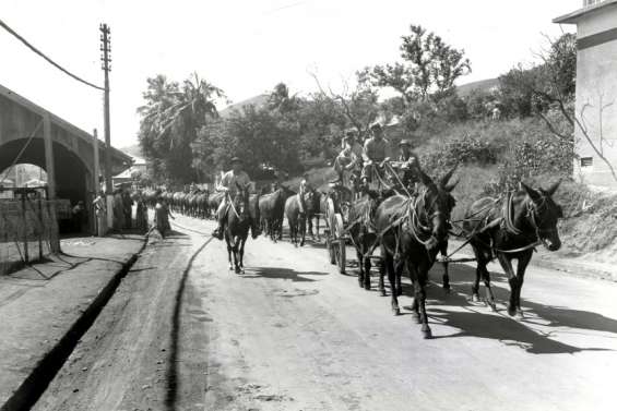 [SÉRIE US] La tique du bétail, le fléau des bovins made in US Army