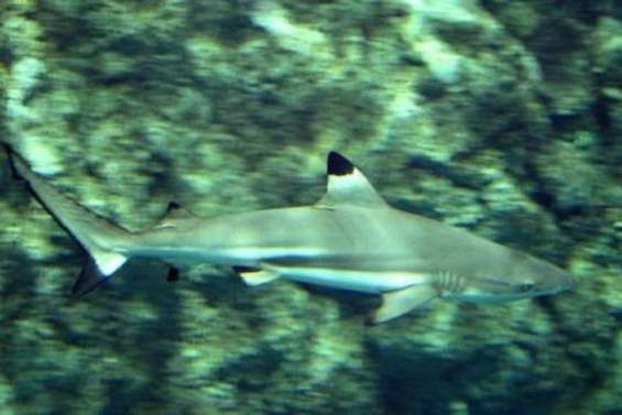 Mordue par un pointe noire à Bora Bora