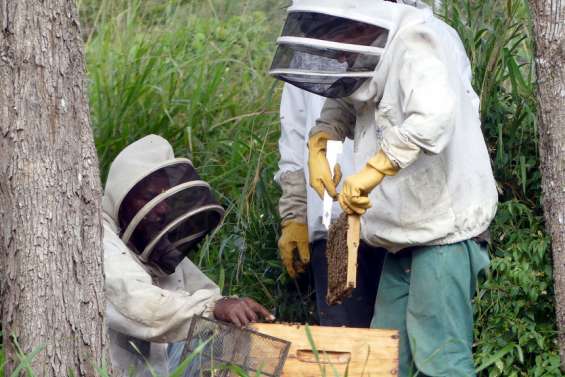 [Païta] Au rucher de Saint-Léon, des débutants formés à l'art de l'apiculture