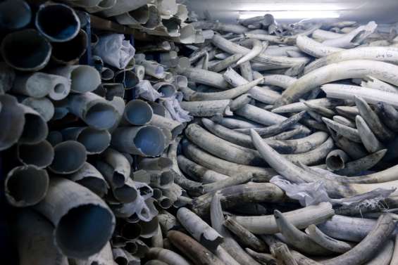 163 000 tonnes d'ivoire en stock