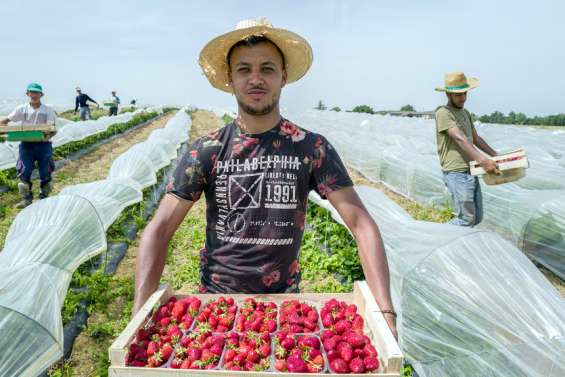 Les producteurs de fraises 