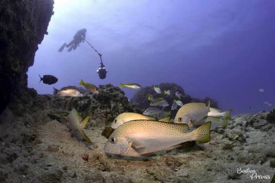Une caméra qui filme à 360° sous l'eau, comme si vous y étiez