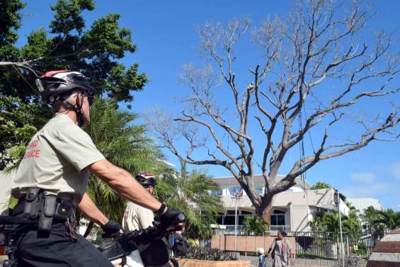 Nouméa : L’abattage du caïlcédrat centenaire a commencé devant l’hôtel de ville