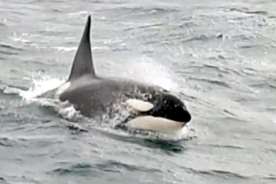 L'orque en difficulté dans la Seine va être euthanasiée